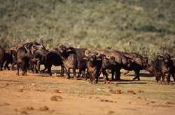 Experience the majestic Cape Buffalo shortly before reaching the waterhole