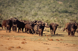 Observar a los búfalos de El Cabo en su entorno natural