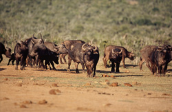 Impressionnants buffles d'Afrique (Syncerus caffer) à la recherche de nourriture dans la savane sèche