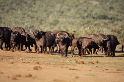 Les buffles d'Afrique (Syncerus caffer) se sécurisent de tous côtés près d'une mare.