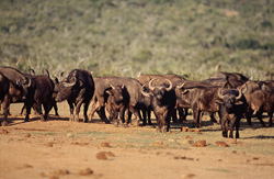 Bufalo del Capo (Syncerus caffer) maestoso nel suo ambiente naturale