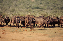Un troupeau majestueux de buffles du Cap (Syncerus caffer) se dirige vers le point d'eau