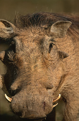 Impressive Warthog Portrait in Addo Elephant National Park, South Africa