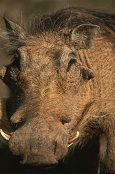 Impressive Warthog Portrait