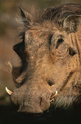 Fascinating close-up of a warthog in its natural habitat