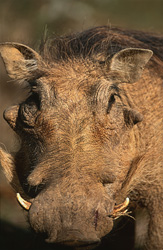 Fascinating character head of the warthog in its natural habitat