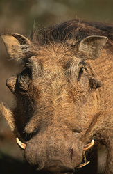 Un portrait impressionnant d'un phacochère dans le parc national des éléphants d'Addo