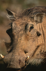 Warthog in Addo Elephant Park
