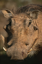 Majestic warthog in its natural habitat at Addo Elephant National Park