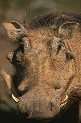 Bizarre portrait of a warthog in Addo Elephant National Park