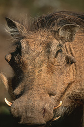 Les phacochères (Phacochoerus africanus) doivent leur nom aux verrues faciales, qui sont particulièrement prononcées chez les mâles.