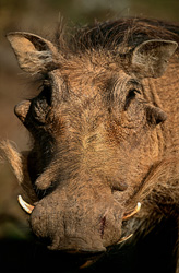 Portrait impressionnant d'un phacochère commun dans la nature africaine