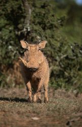 Phacochère imposant dans la savane du Cap-Oriental, Afrique du Sud