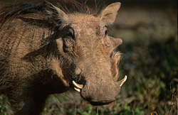 Highly concentrated Warthog