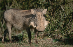 Un cinghiale verrugoso maestoso (Phacochoerus africanus) esplora la savana africana