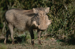 Le phacochère commun montre sa curiosité dans la nature sauvage africaine