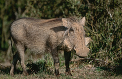 Fascinoso facocero nella natura del parco nazionale degli elefanti di Addo