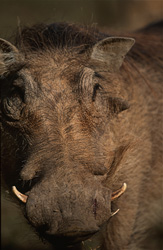 Un phacochère apparaissant dans la première lumière du matin (Phacochoerus africanus)