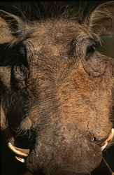 Unique Photo of a Warthog in the Wilderness of South Africa