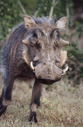 Maestoso facocero nella natura selvaggia del Parco Nazionale degli Elefanti di Addo