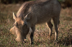 Impressive image of a grazing warthog in Addo Elephant National Park