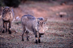 Two warthogs foraging for food in the morning light
