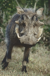 Black-backed Antelope