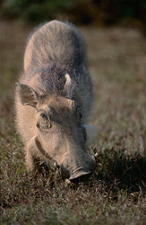 Majestic Warthog in Addo Elephant National Park, South Africa