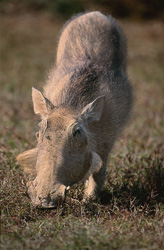 Fascinating Common Warthog in its Natural Habitat
