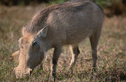 A warthog roams in search of food at Addo Elephant National Park