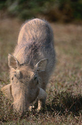 Cinghiale maestoso nel suo ambiente naturale nel Parco Nazionale degli Elefanti di Addo