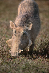 A warthog in Addo Elephant National Park relaxes under the African sun