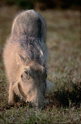 Warzenschwein