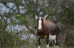 Buntbock affascinante nel Parco Nazionale Bontebok