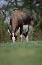 Bubale majestueux sur un pré luxuriant