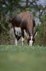 Découvrez la beauté du Buntbock dans la nature - Antilope Buntbock