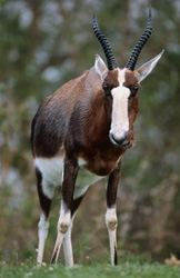 Faszinierender Buntbock (Damaliscus Dorcas) in seiner natürlichen Umgebung