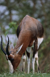 Le fascinant Buntbock savoure un repas dans le parc national de Buntbock
