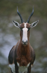 Bontebok hautement concentré observant son environnement dans le parc national de Bontebok