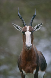 Buntbock - Un incontro con la specie di antilope minacciata
