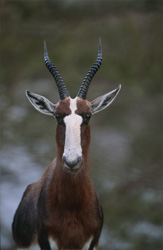 Junges Buntbock beobachtet mit großen Augen