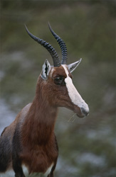 Portrait fascinant d'un bontebok au parc national de Bontebok