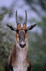 Bunter Bock