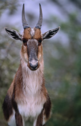 Portrait impressionnant du rare blesbok