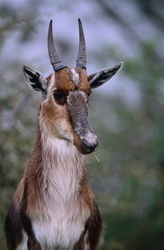 Retrato fascinante de un blesbok en peligro en el parque nacional