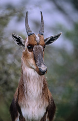 Portrait impressionnant d'un rare bontebok au parc national de Bontebok
