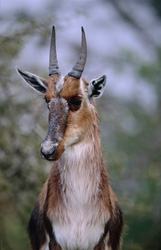 Portrait de Buntbock au parc national de Bontebok en Afrique du Sud