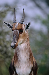 Eleganter Buntbock in der Natur - Rettung einer bedrohten Spezies