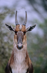 Portrait fascinant du Buntbock - Découvrez la beauté du Damaliscus dorcas dans le parc national de Bontebok