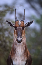 Portrait fascinant du rare bontebok dans le parc national de Bontebok